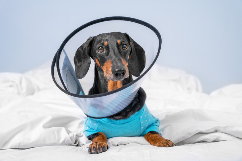 Sad dachshund dog wearing pajamas in rehabilitation is lying at home or in hospital room after treatment with surgery recovery collar around neck to prevent wound from licking