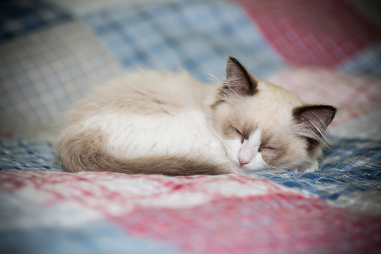 Ragdoll kitten sleeping on a red and blue patchwork quilt