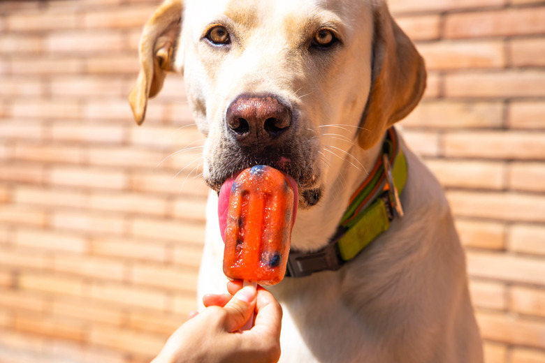 A yellow Labrador dog is sitting in front of a brick wall