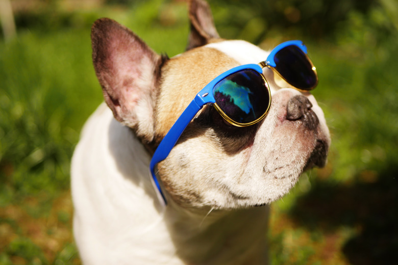 Close-up of a French bulldog wearing sunglasses over their eyes