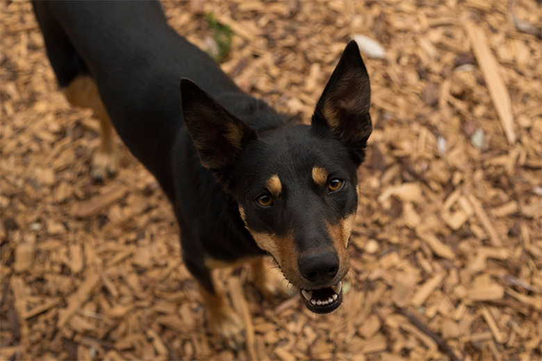 Close up of a black and brown dog.