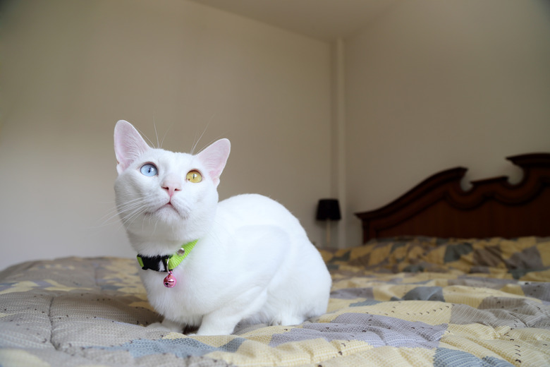 A khao manee cat sitting on a bed and looking up beyond the camera.