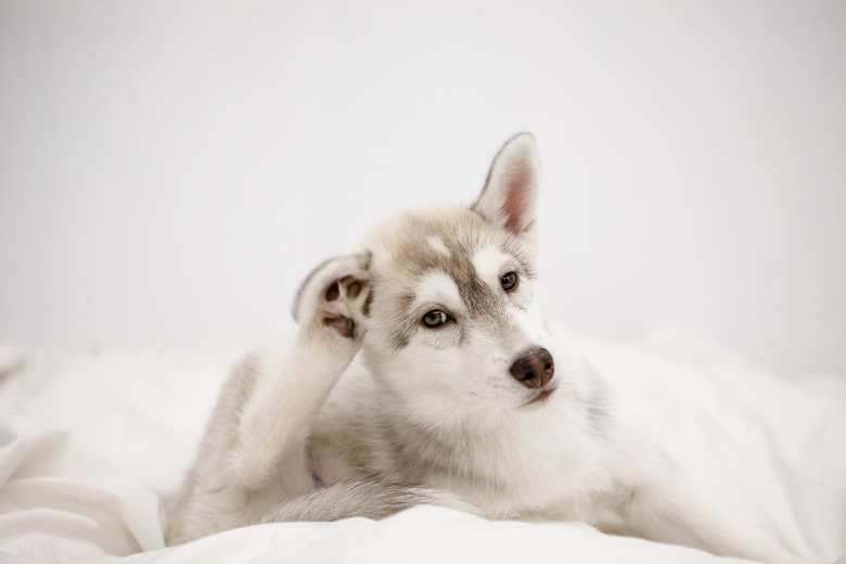 Cute husky puppy sleeping