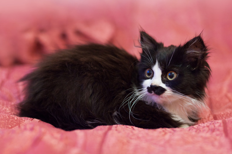 Black and white kitten sitting on pink background.