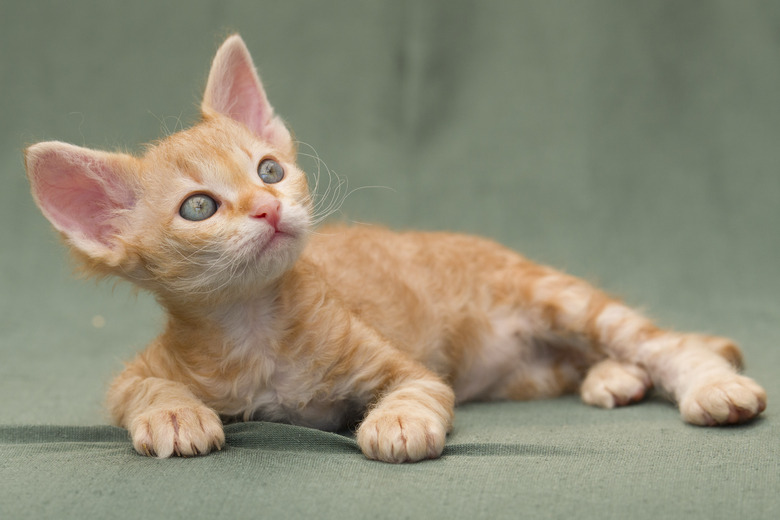 LaPerm Cat Breed Information & Characteristics