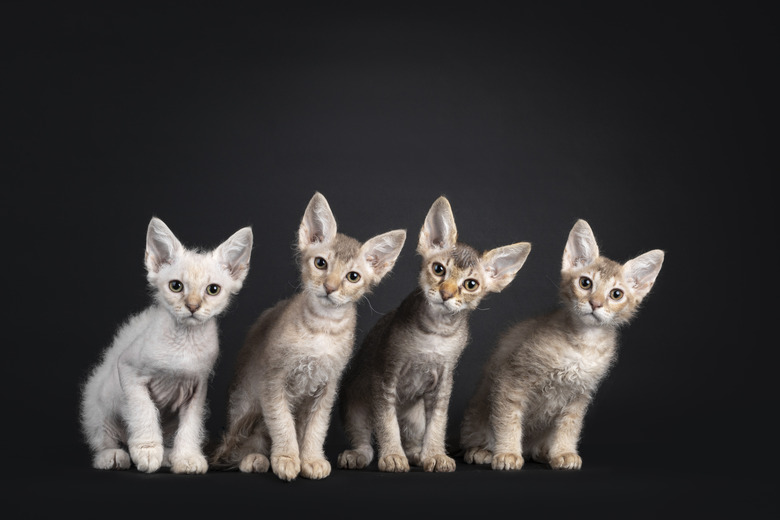 LaPerm Cat Breed Information & Characteristics