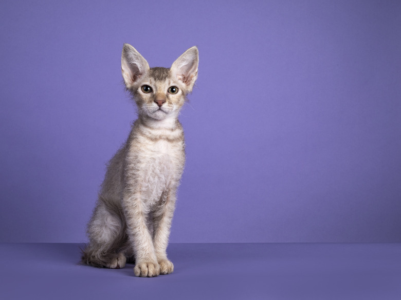 LaPerm Cat Breed Information & Characteristics