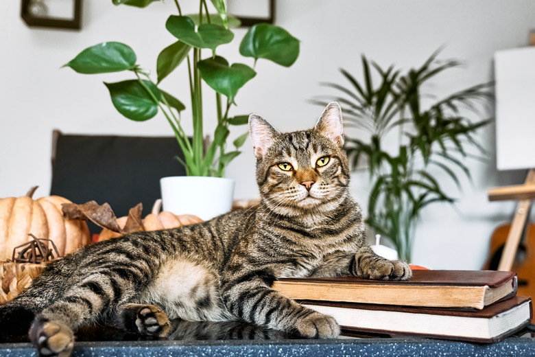 Gray tabby cat resting on coffee table with pumpkins and Monstera