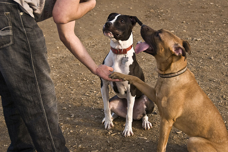 Two large dogs sitting and watching a person whose hand is shaking one dog's paw