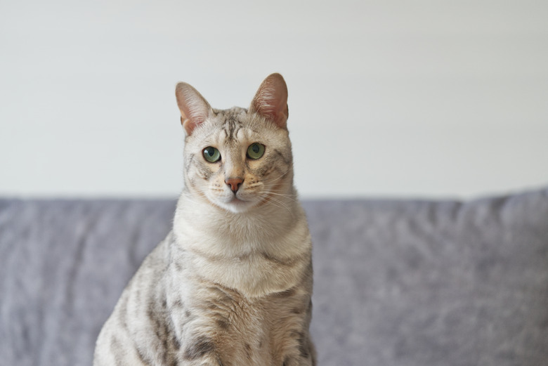 Portrait of silver spotted Bengal Cat
