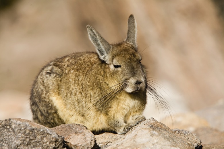 Chinchilla on rock