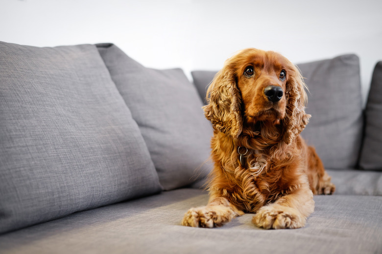 Red Cocker Spaniel Lying Down