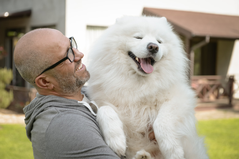 Mature Adult man with samoyed dog outdoors