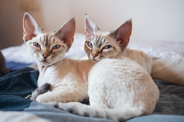 Two adorable Devon Rex kittens snuggle close in bed