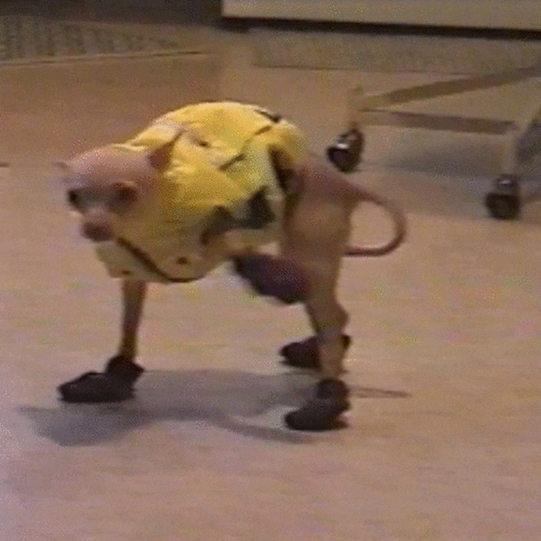 dog trying to walk in snow booties