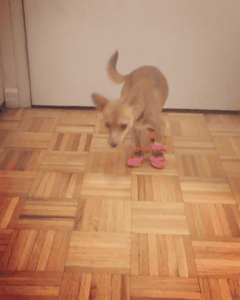 dog doesn't like cold paws but also doesn't like wearing booties