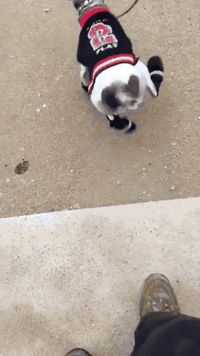 dog manages to shake off snow booties