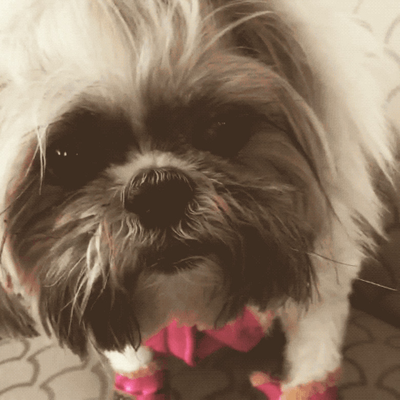 dog embarrassed about wearing booties