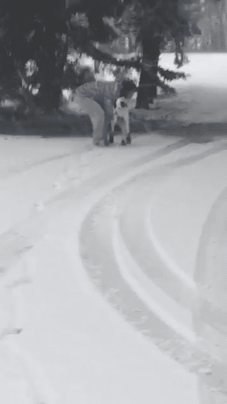 dog runs in snow booties for first time