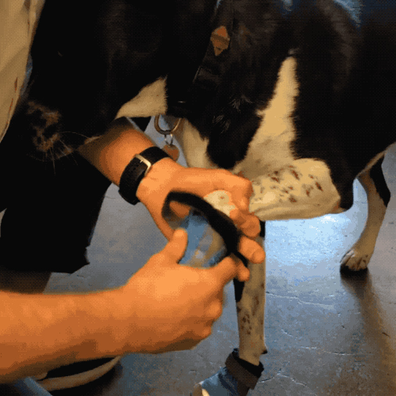 dog tries on booties for first time