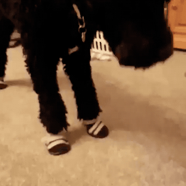 dog unsure about wearing booties