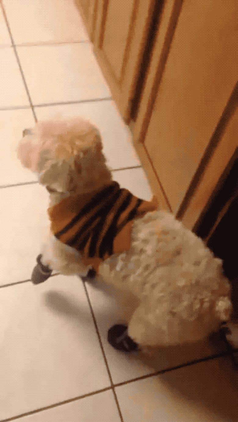 dog trying on booties