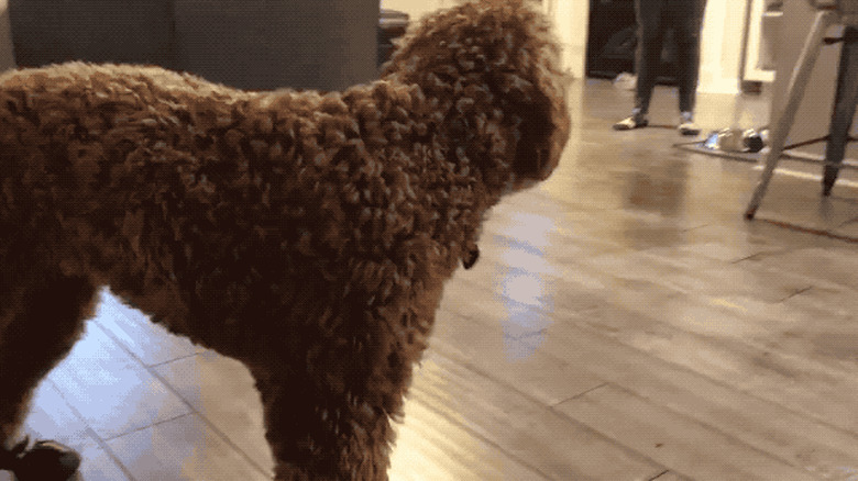 dog can't operate with boots on