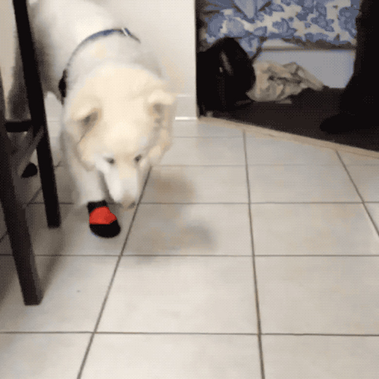 dog ashamed to wear snow booties