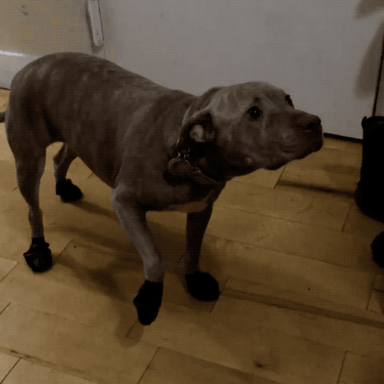 dog doesn't want to walk in booties