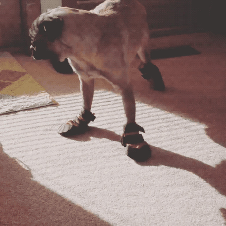 pug confused by wearing snow booties