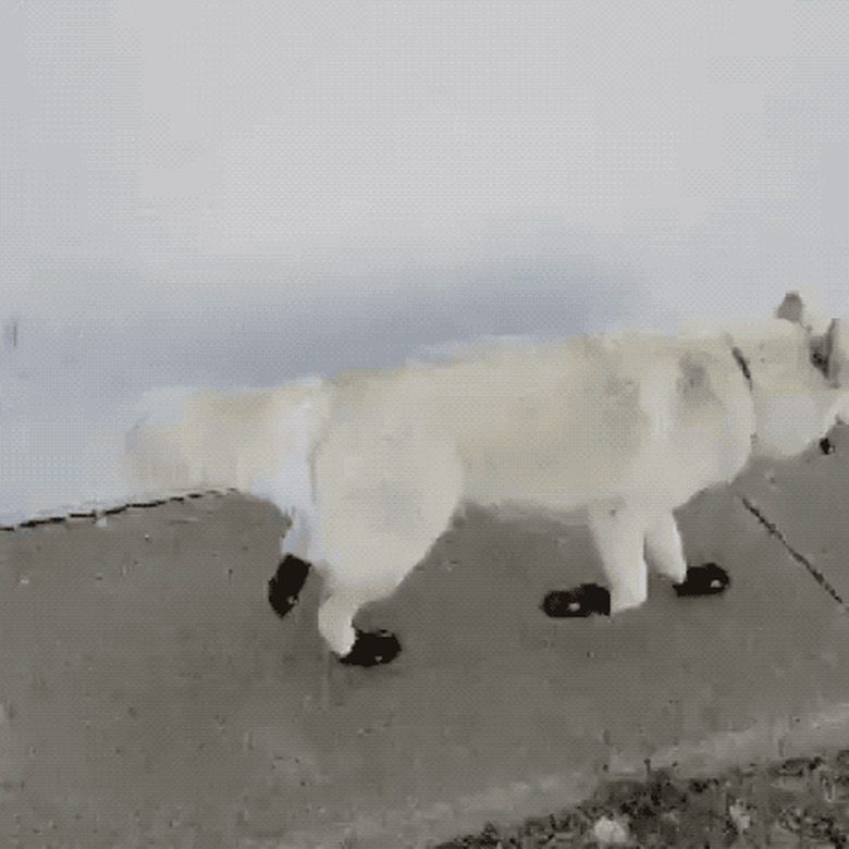 dog bites woman in the butt