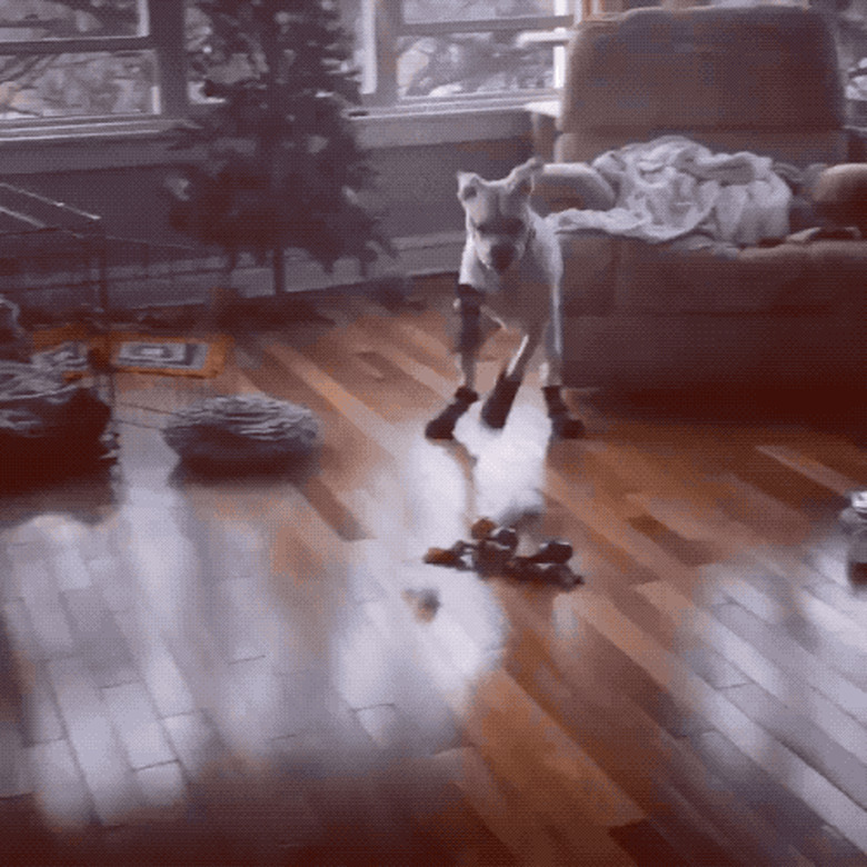 dog hates wearing booties