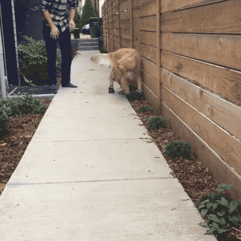 golden retriever doesn't want to try on snow booties