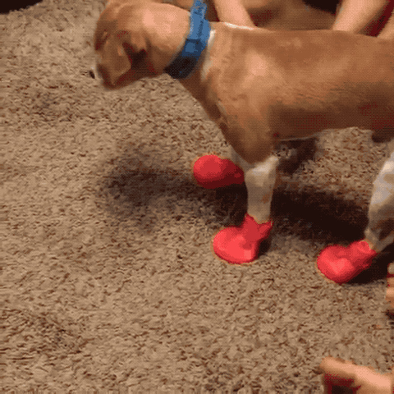 dog wearing rain booties for first time