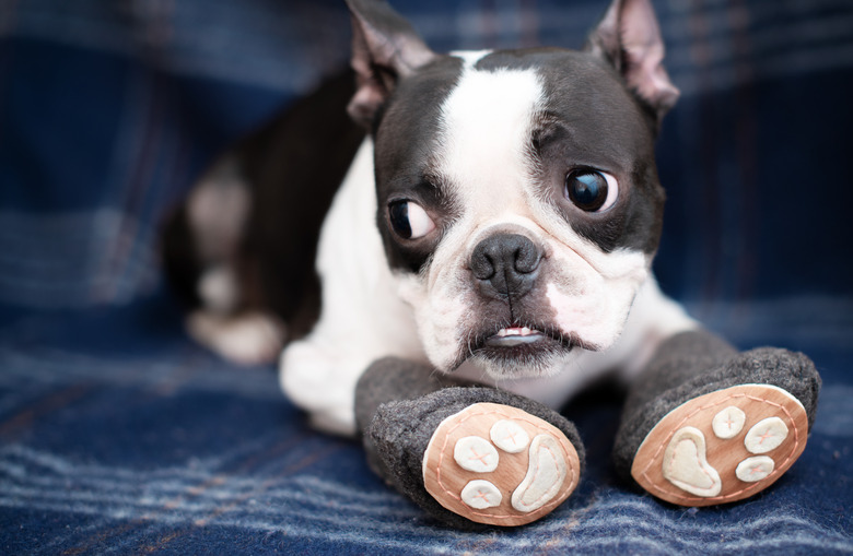 dog doesn't want to wear snow booties
