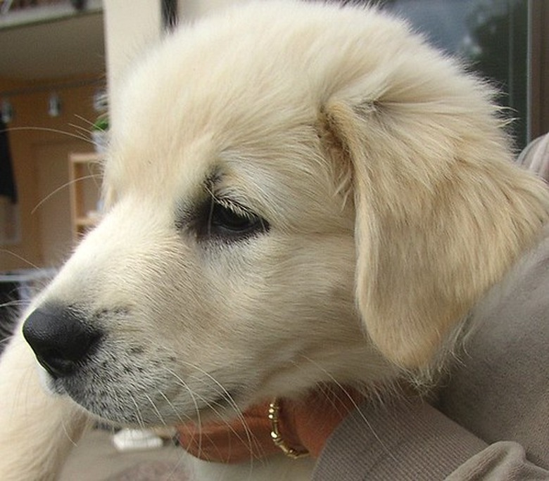 Closeup of a white dog's face