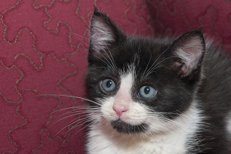 Close up of a black and white kitten