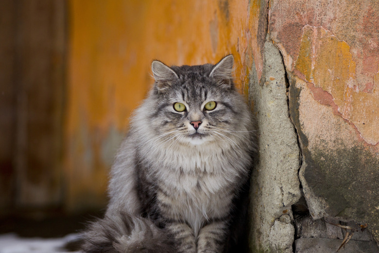 Portrait of cat sitting on wall