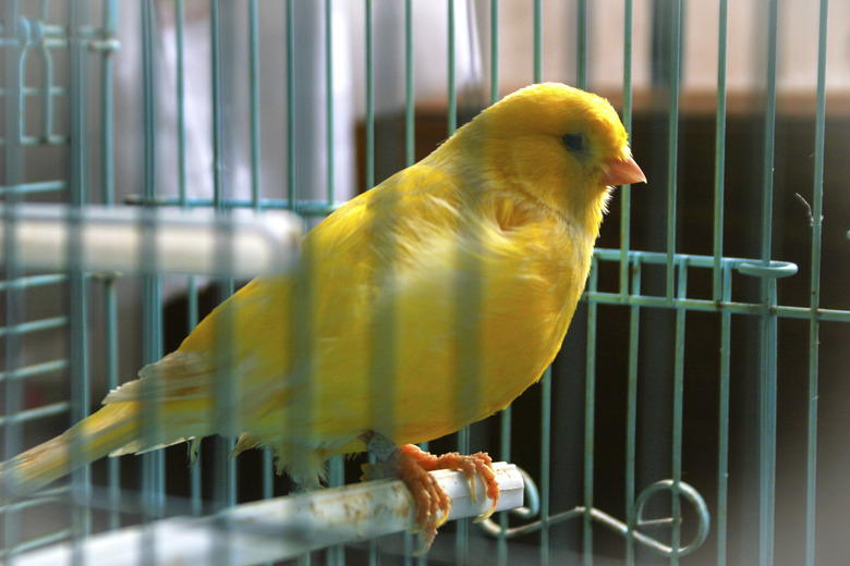 canario en su jaula
