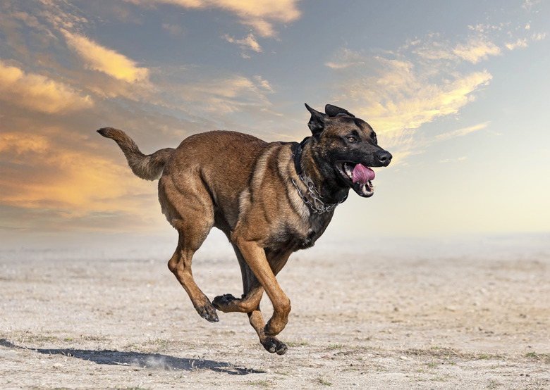 training of belgian shepherd