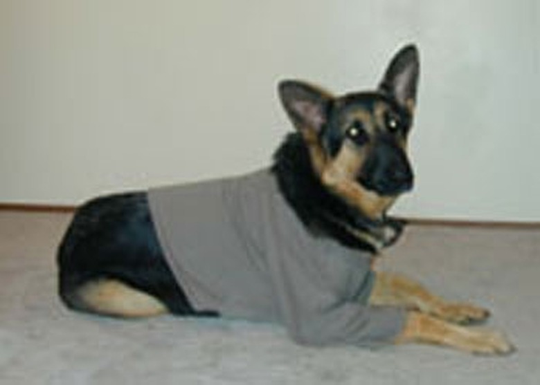 How to Make a Dog Sweatshirt