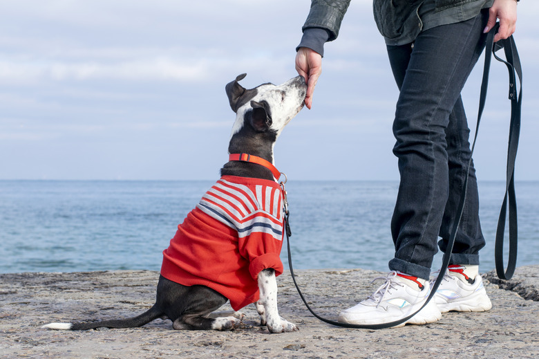 The little puppy follows the commands. Dog obedience at sea.