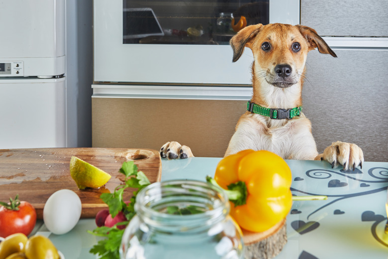 The dog looks with interest at the table with food prepared for a virtual online master class