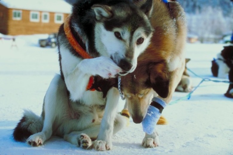 Two dogs outside on ice and snow