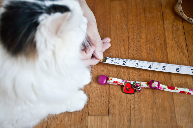 Measuring a cat collar to make DIY cones for cats.