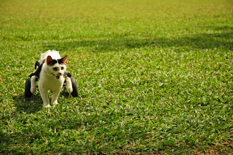Cripple Cat In Wheelchair