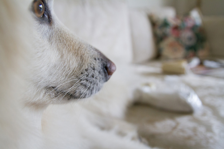 Close up of large white dog