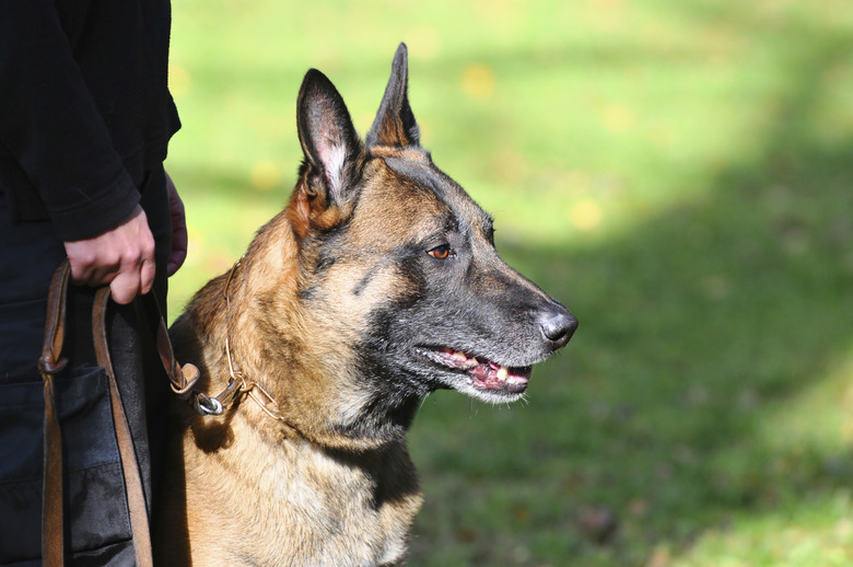 Malawa Dog Breed