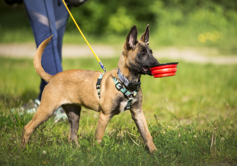 Malawa Dog Breed
