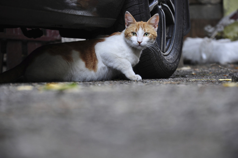 Do Feral Cats Make Good Pets Cuteness